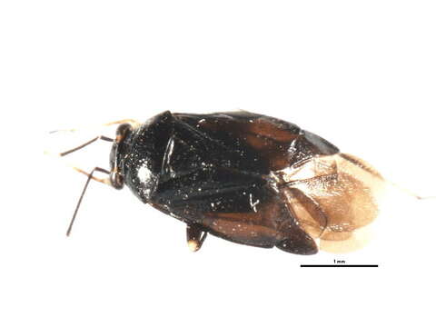 Image of Scalponotatus maturus Kelton 1969