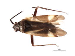 Слика од Orthotylus angulatus (Uhler 1895)