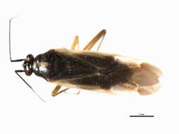 Image of Orthotylus alni Knight 1923