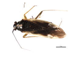 Image of Orthotylus alni Knight 1923