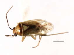 Image of Plant bug