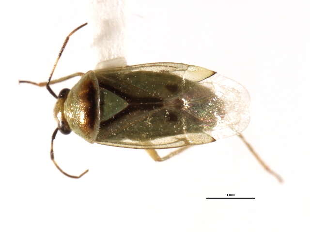 Image of Plant bug