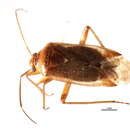 Слика од Pappus luridus (Reuter 1909)