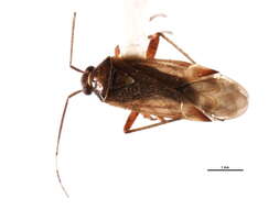 Image of Pinalitus approximatus (Stal 1858)