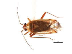 Image of Pinalitus approximatus (Stal 1858)