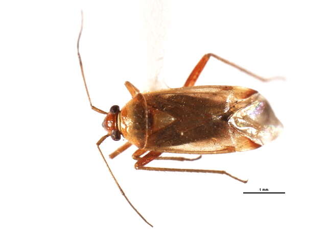 Image of Pinalitus approximatus (Stal 1858)