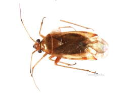 Image of Pinalitus approximatus (Stal 1858)