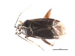 Image of Plagiognathus arbustorum (Fabricius 1794)