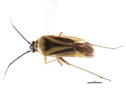 Image of Plagiognathus moerens Reuter 1909