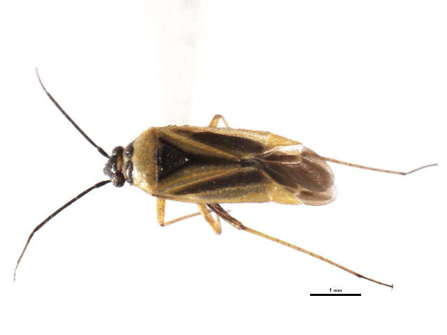 Image of Plagiognathus moerens Reuter 1909