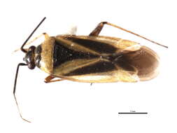 Image of Plagiognathus moerens Reuter 1909