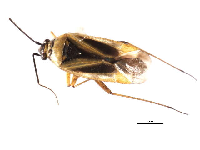 Image of Plagiognathus moerens Reuter 1909