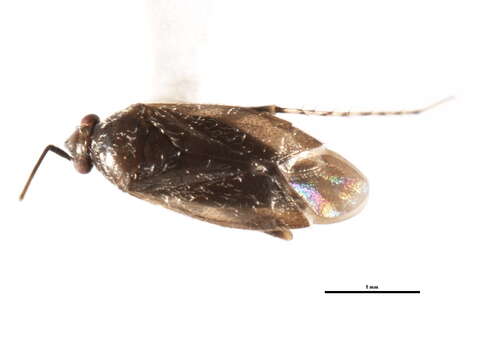 Image of Plagiognathus morrisoni (Knight 1923)