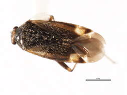 Image of Plagiognathus brunneus (Provancher 1872)