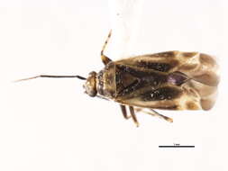 Image of Plagiognathus mundus Van Duzee 1917