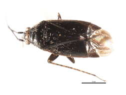 Image of Plagiognathus emarginatae Schuh 2001