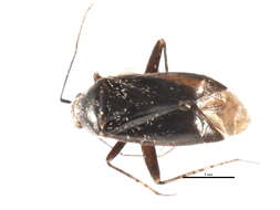 Image of Plagiognathus emarginatae Schuh 2001