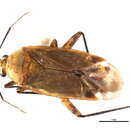 Image of Plagiognathus concoloris Schuh 2001