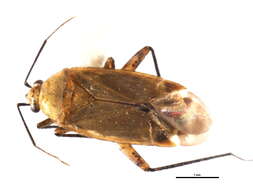 Image of Plagiognathus concoloris Schuh 2001