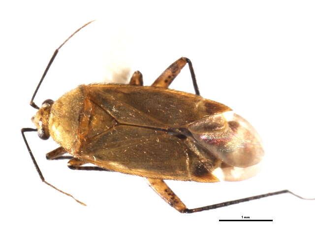 Image of Plagiognathus concoloris Schuh 2001