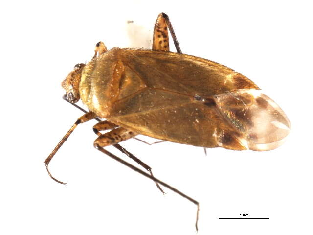 Image of Plagiognathus concoloris Schuh 2001