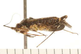 Image of Phytocoris heidemanni Reuter 1909