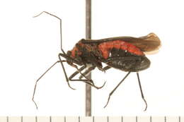 Image of Prepops bivittis (Stal 1862)