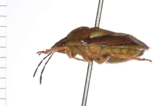 Image of Codophila (Antheminia) remota (Horvath 1907)