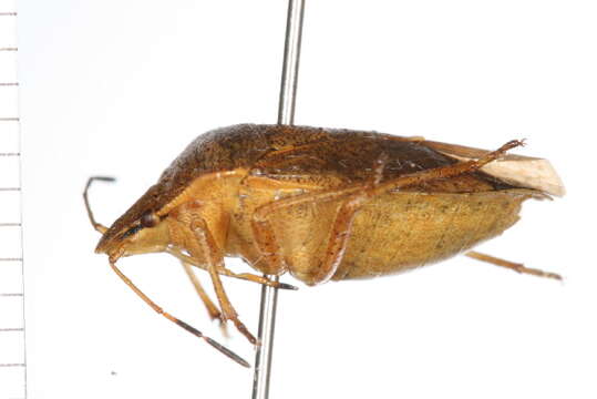 Image of Brown Stink Bug