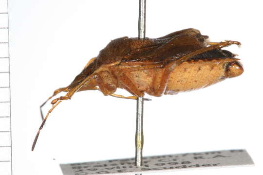 Image of Brown Stink Bug