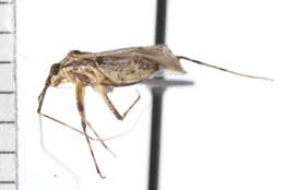 Image of Phytocoris strigosus Knight 1925