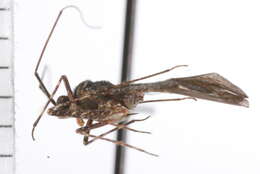 Image of Phytocoris dumicola Stonedahl 1988