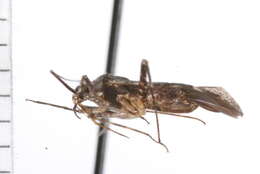 Image of Phytocoris dumicola Stonedahl 1988