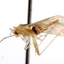 Image of Phytocoris eurekae Bliven 1966