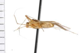 Image of Phytocoris eurekae Bliven 1966