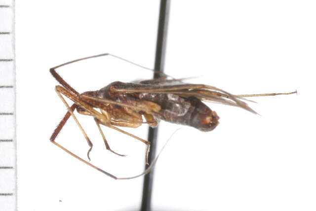 Image of Phytocoris lasiomerus Reuter 1909