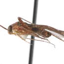 Image of Phytocoris politus Reuter 1909