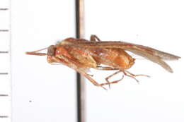 Image of Phytocoris jucundus Van Duzee 1914