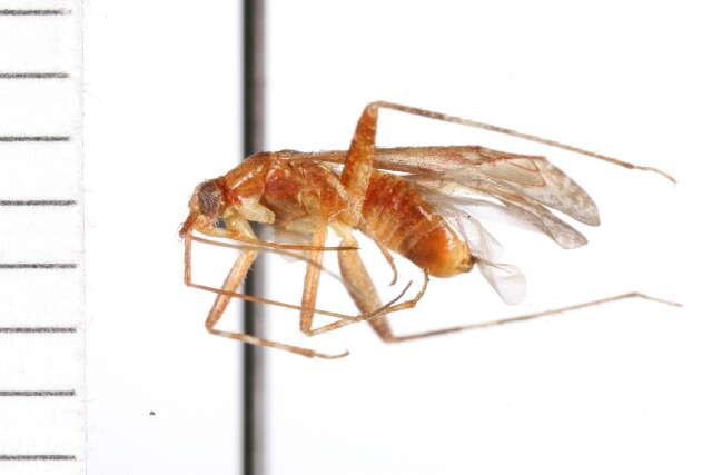 Image of Phytocoris jucundus Van Duzee 1914