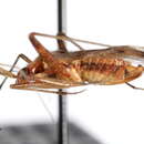 Image of Phytocoris crawfordi Knight 1974