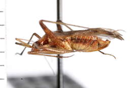 Image of Phytocoris crawfordi Knight 1974