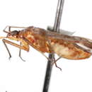 <i>Phytocoris driesbachi</i> resmi