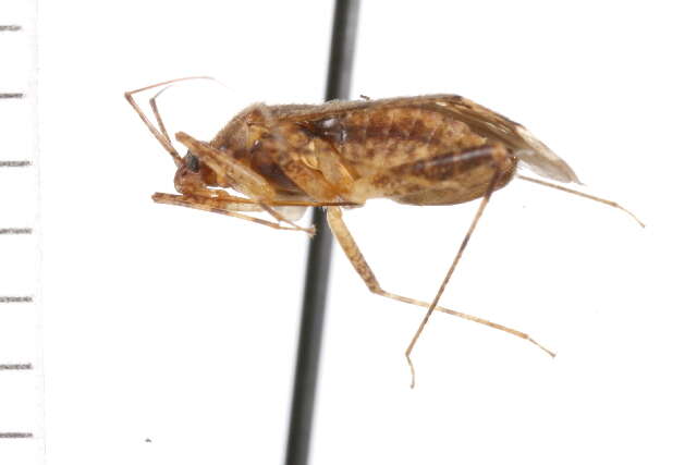 Image of Phytocoris salicis Knight 1920