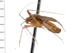 Image of Phytocoris salicis Knight 1920