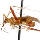 Image of Phytocoris sewardi Bliven 1966