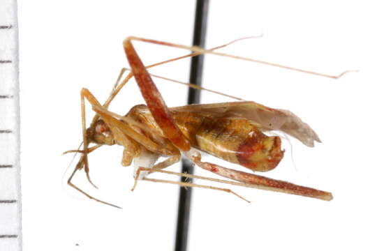 صورة Phytocoris sewardi Bliven 1966