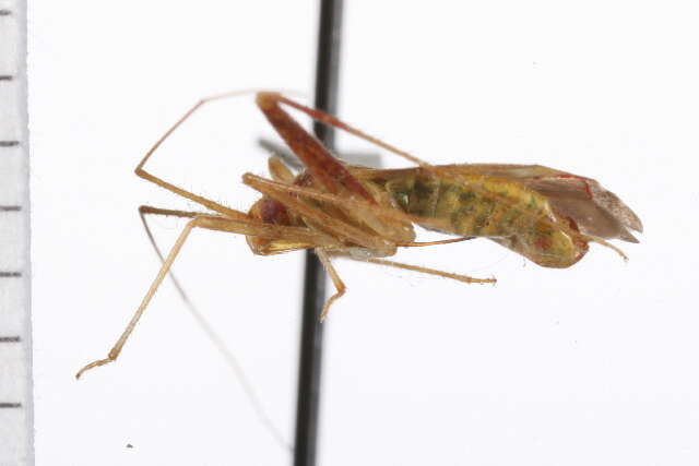 Image of Phytocoris sewardi Bliven 1966