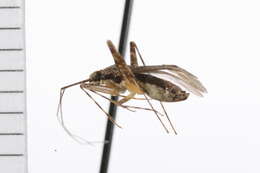 Image of Phytocoris sulcatus Knight 1920