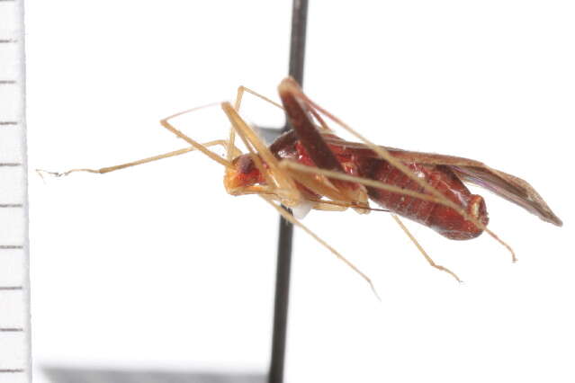 Image of Phytocoris sewardi Bliven 1966