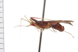 Image of Phytocoris sewardi Bliven 1966